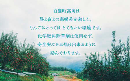 白鷹町産りんご （シナノスイート） 5kg りんご 林檎 果物 くだもの フルーツ 旬 シナノスイート 国産 山形県 白鷹町 【2026年9月下旬～10月上旬発送予定】