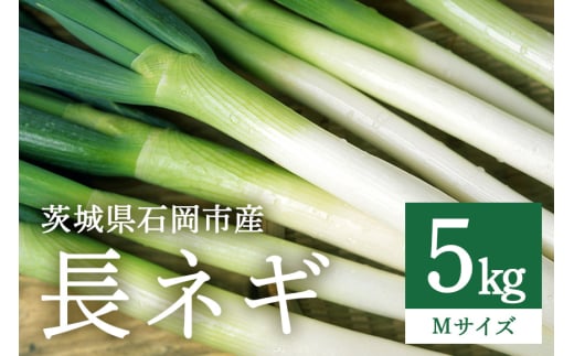 長ネギ Mサイズ 5kg