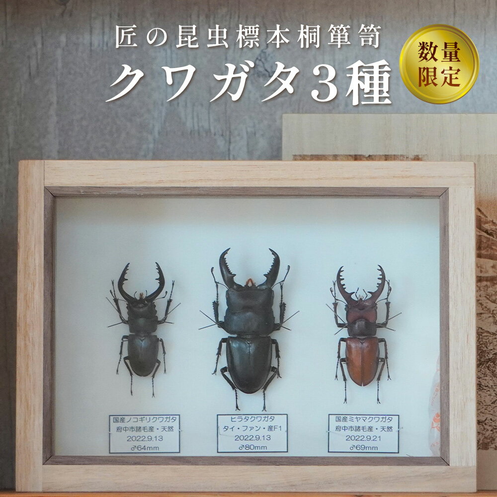 【ふるさと納税】【数量限定】匠の昆虫標本桐箪笥「クワガタ3種」［No.576］／ ヒラタクワガタ ミヤマクワガタ ノコギリクワガタ 桐箱 標本箱 送料無料 広島県