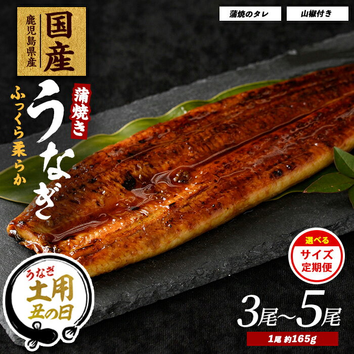 【ふるさと納税】【丑の日ギフト】7/9〜19までにお届け！(お申込み7/13まで)1尾約165gで肉厚! 化粧箱入りで贈答にも◎ 鹿児島県産うなぎ(約165g×3尾 / 5尾 たれ・山椒付）／定期便） うなぎ 鰻 【大新】