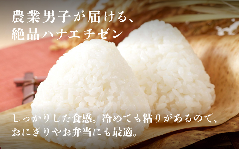 【ANA限定！350袋限定販売！！】＜2025年10月以降 順次発送予定＞令和7年産　ハナエチゼン　通常便（1回配送）計10kg（5kg×2袋） 通常便（1回配送）計10kg（5kg×2袋）