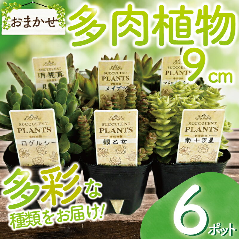 【ふるさと納税】 多肉植物 9センチ おまかせ 6個セット 多肉 季節 植物 たにく しょくぶつ ショクブツ タニク 多種類 グリーン インテリア 自然 DIY 乙女心 群月花 月兎耳 アロマティカス ルビーネックレス 斑入りベビーサンローズ 観葉植物 渡辺花園 神奈川 湘南 藤沢