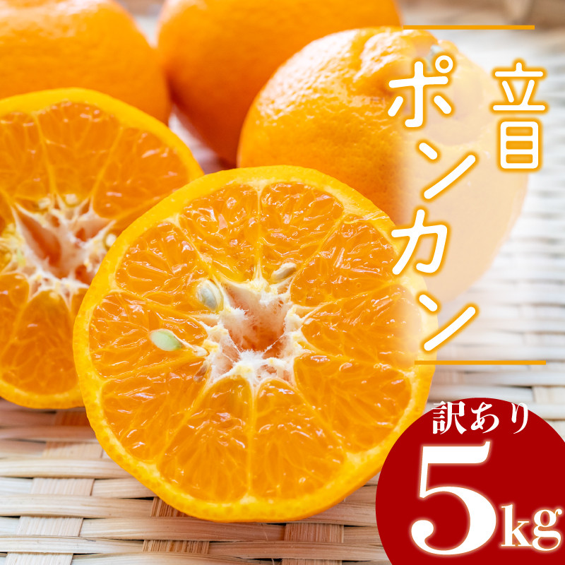 
【2025年1月より発送】訳あり ぽんかん 5kg 特上品 贈答用 大小混合品 高知県産 立目ぽんかん 果物 フルーツ ボンカン 果樹園 さかもと 柑橘 みかん ミカン 有機肥料 主体 低農薬 KJS010-xx
