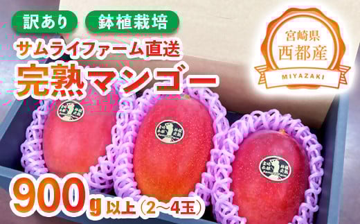 
            今が旬！訳あり 鉢植栽培 西都産完熟マンゴー 900g～1kg 宮崎県西都産 サムライファーム＜1.2-53＞フルーツ 果物  甘い
          