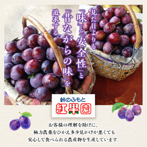 プルーンフルーツ 峠のふもと紅果園 品種おまかせ 北海道産 プルーン【約2kgサイズ混合】
