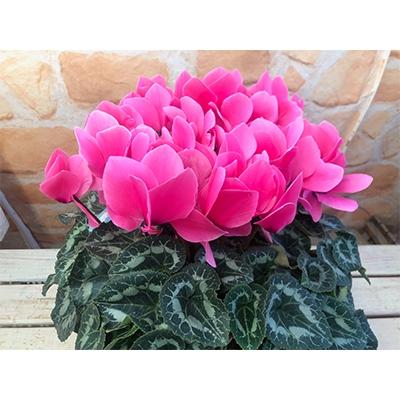 ふるさと納税 藤枝市 高級シクラメン鉢植え　ピンク5号