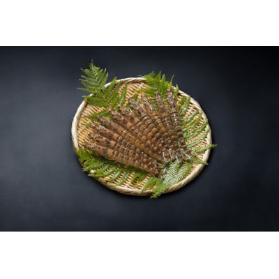 【山口県防府市向島産】吟醸海老活き250g(8～14尾前後)【配送不可地域：離島・北海道・沖縄県】