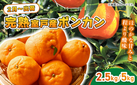 【室戸産ポンカン】冬の柑橘ポンカン 2.5kg