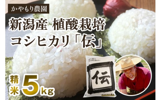 【令和7年産新米】新潟産コシヒカリ「伝」白米真空パック 精米5kg 《9月下旬～順次出荷》 南麻布の高級料亭で提供される極上米 かやもり農園
