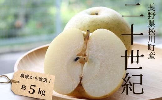 KW02-25A 梨 二十世紀 約5kg（9～14玉）贈答 / 2025年9月中旬頃～配送予定 // 長野県 南信州 松川町産 和梨 なし ナシ 20世紀 産地直送 農家直送 農家支援 贈答 二十世紀梨 果物 フルーツ