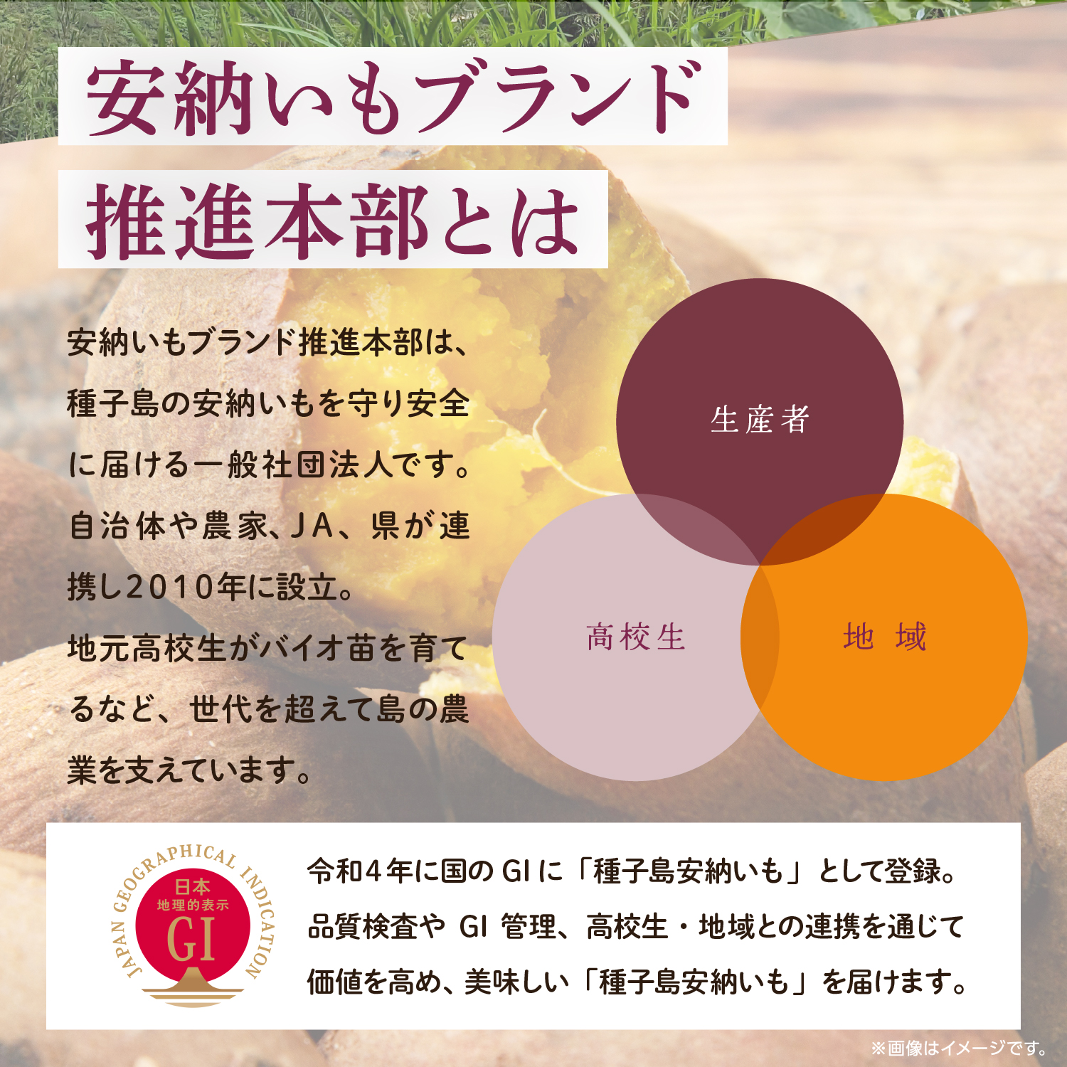 種子島 安納いも 3kg（S〜Lサイズ：100g〜400g）（秀さん農園）さつまいも 本場 安納芋 安納紅 安納こがね さつま芋 甘い ねっとり スイーツ おやつ グルメ お取り寄せ 人気 種子島産 