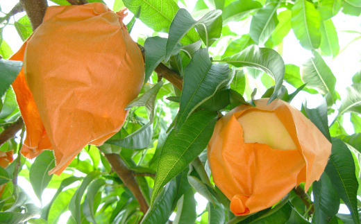 ◆先行受付◆　岡山県産　岡山白桃5～7玉(2)　2025年発送【配送不可地域：離島・北海道・沖縄県】