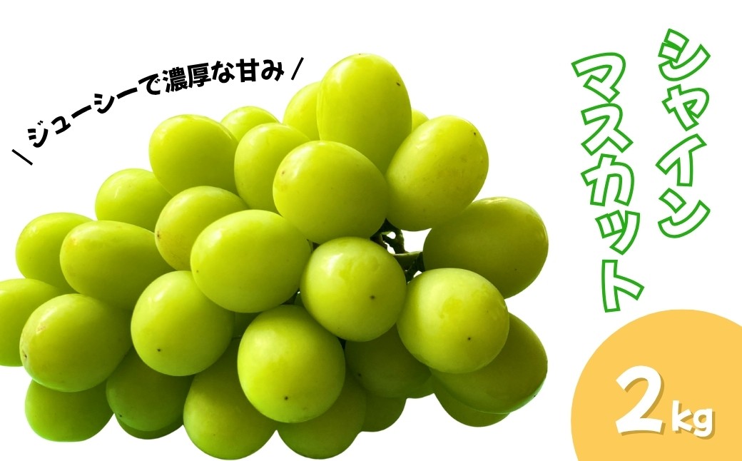 
                  【2026年先行予約】シャインマスカット 朝採り! 約2kg | 葡萄 ブドウ 白ぶどう 種無し 種なし 皮ごと 千曲市 長野県 信州
                