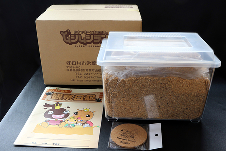 【先行予約】 カブトムシ 幼虫観察セット 2026年5月発送 福島県 田村市