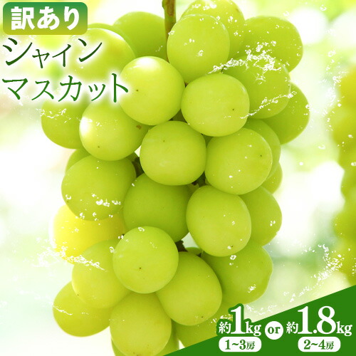 訳あり シャインマスカット 選べる 約1kg(1～3房) 約1.8kg(2～4房) 株式会社日本植生グループ本社 NISSHOKU FARM《9月下旬-12月末頃出荷》葡萄 ブドウ ぶどう 浅口市 【配送不可地域あり】 (離島)
