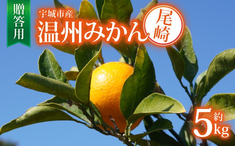 
                  先行予約 宇城市産 尾崎 温州みかん 約5kg【贈答用】【2026年12月上旬～12月下旬頃順次発送予定】フルーツ 果物 柑橘 くだもの 尾崎みかん 温州 ミカン 蜜柑 国産 九州 産地直送 高糖度 甘い 酸味少なめ 美味しい 家庭用 お取り寄せ ご褒美 熊本県 宇城市 ひでみかん
                