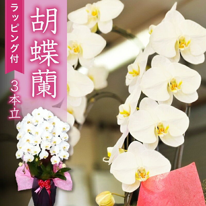 【ふるさと納税】 胡蝶蘭 3本立 ギフト 母の日 贈答 贈り物 お祝い