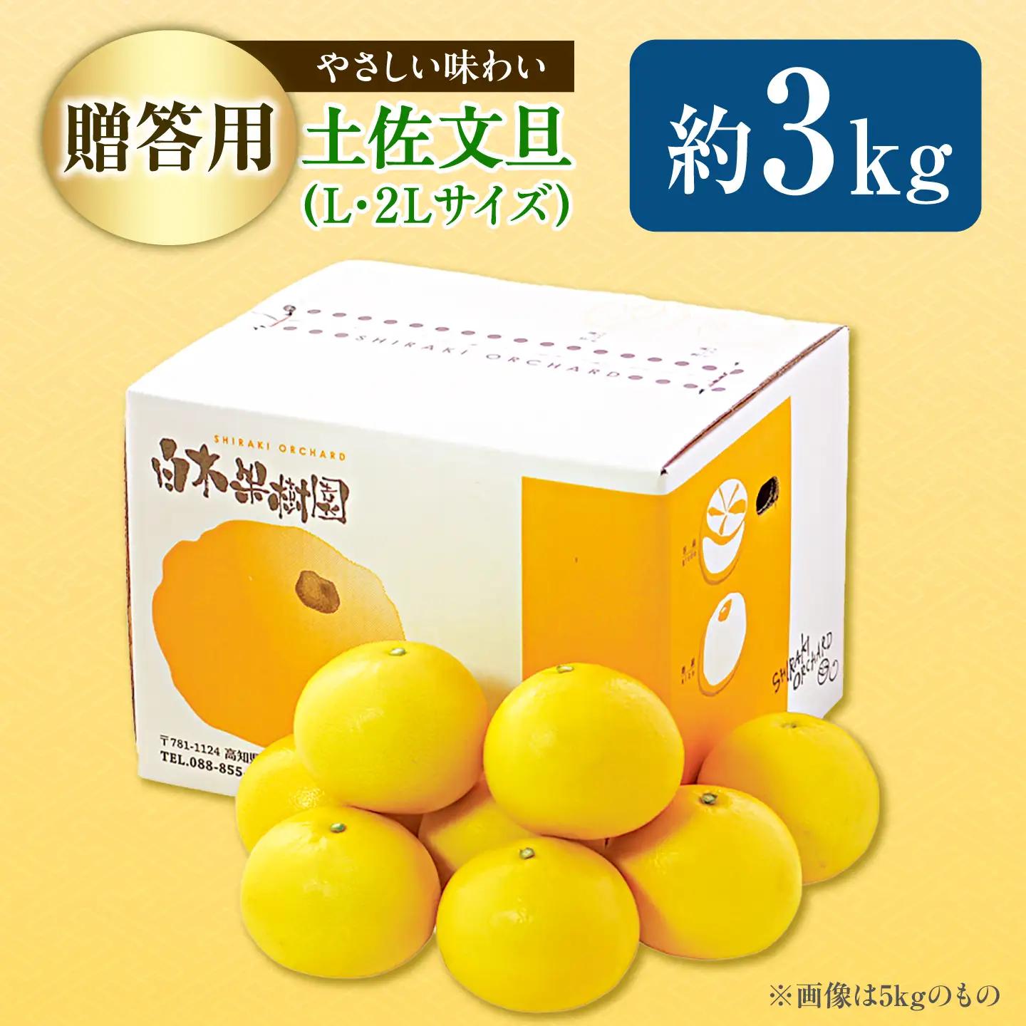 【先行予約】【果樹園直送】土佐文旦 特選品贈答用 約3kg Lから2Lサイズ 6から7個入り〈2027年2月中旬から3月中旬頃発送〉高知県 土佐市【白木果樹園】 [BQAI005]