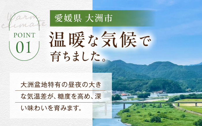 【先行予約】【2026年9月上旬より順次発送】秀品 シャインマスカット約2kg（3〜5房）　愛媛県大洲市/沢井青果有限会社 [AGBN006] シャインマスカット 葡萄 マスカットぶどう 葡萄 フルー