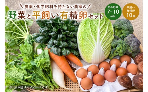 
                  1月発送　農薬・化学肥料を持たない農家の野菜（7～10種類）と 平飼有精卵のセット mi0036-0017-01 【野菜 卵 露地栽培 国産 旬野菜 季節野菜 キャベツ きゅうり トマト 果物 蒟蒻 味噌】
                