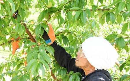 井頭栄果園 白桃 約1.3kg【2026年7月上旬～8月上旬まで順次発送予定】【もも 果物 フルーツ 国産 人気 おすすめ 岡山県 倉敷市】
