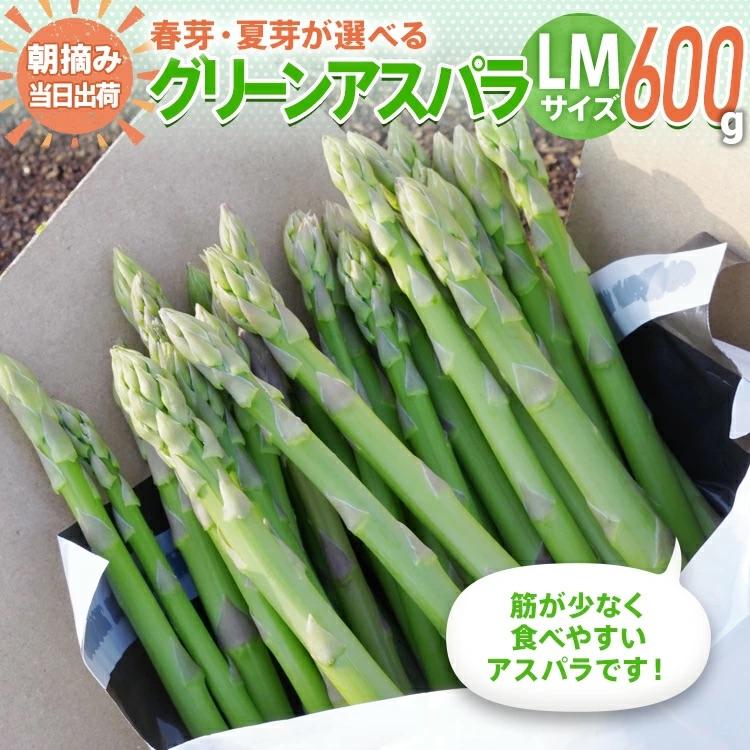 【ふるさと納税】数量限定 アスパラ LM サイズ 600g 選べる 春芽／夏芽　朝採り 朝採れ 直送 グリーンアスパラガス アスパラ　BT10 BT11 BT-S0005
