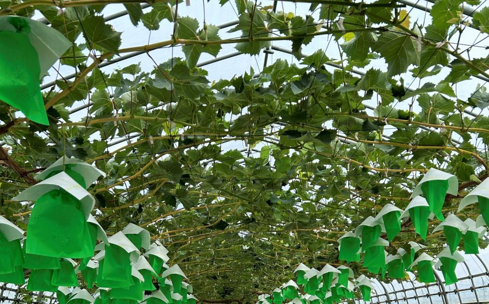 【みうら農園】シャインマスカット／ナガノパープル セット（各1房・計2房 約1kg）【8月下旬以降より順次発送】｜シャインマスカット ナガノパープル ぶどう 葡萄 宮城県角田市 フルーツ 果物 セット