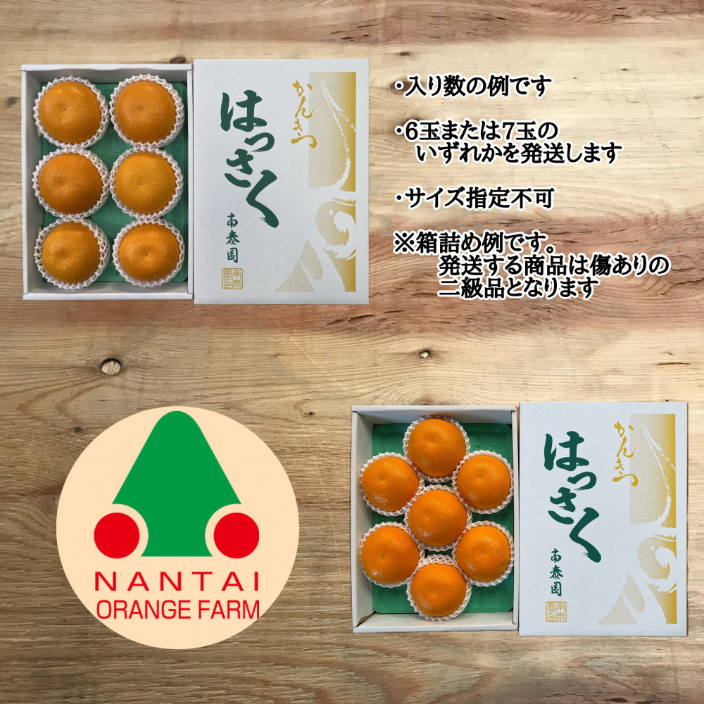 ちょっと 傷あり 木成完熟 紅はっさく 3L × 6玉 または 2L × 7玉 サイズ 化粧箱【2027年4月上旬～発送】 BS783