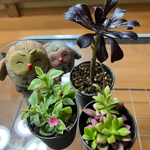 おまかせ多肉植物詰め合わせ（12種）（B1046-1）