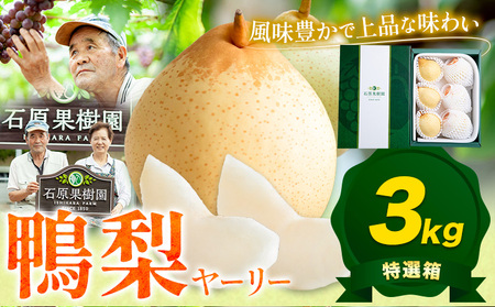 【先行予約】鴨梨 ヤーリー 梨 贈答箱 約3kg（5～10玉入り） 石原果樹園 《11月中旬-12月下旬頃より発送予定》｜梨