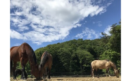 馬のお世話体験とふれあい乗馬【大人ペア】