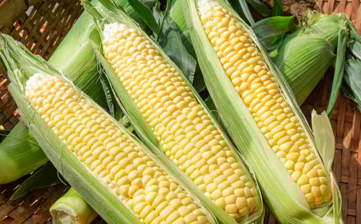 今が旬！初夏の味覚! 朝どれ スイートコーン ゴールドラッシュ7kg＜1-31＞西都市産とうもろこし