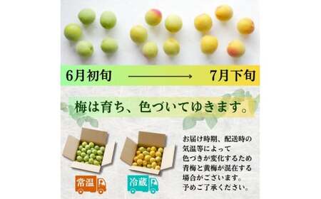 黄梅 家庭用 南高梅 5kg+250g（傷み補償分） / 梅 梅ジュース 梅酒 梅干し 訳あり 和歌山 ※2025年6月下旬～2025年7月下旬に順次発送 ※北海道・沖縄・離島への配送不可 【ikd5