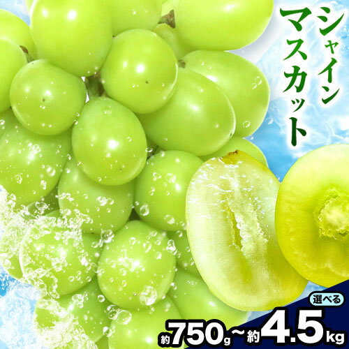 【ふるさと納税】シャインマスカット 選べる 1房 2房 3-4房 6-7房 7-8房 750g 1kg 1.5kg 2kg 4.2kg 4.5kg タンポポ農園《2026年9月上旬-10月下旬頃出荷》送料無料 岡山県 浅口市 フルーツ マスカット ぶどう 果物 贈り物 秋 冷蔵