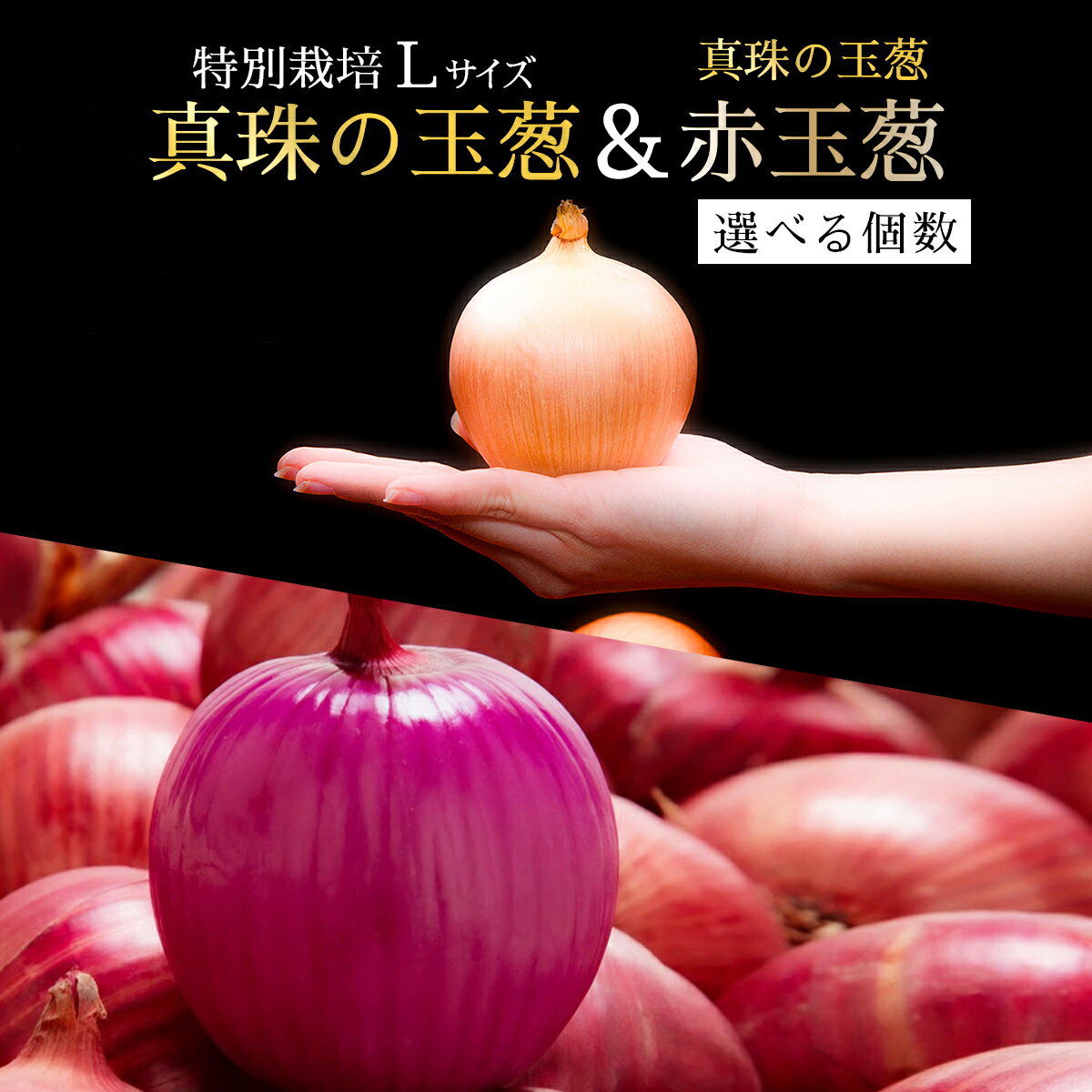 【ふるさと納税】＜選べる内容量・種類＞真珠の玉葱 特別栽培Lサイズ 5kg/10kg or 赤玉葱Lサイズ10玉 ≪海のミネラルで育てた特別栽培玉葱≫
