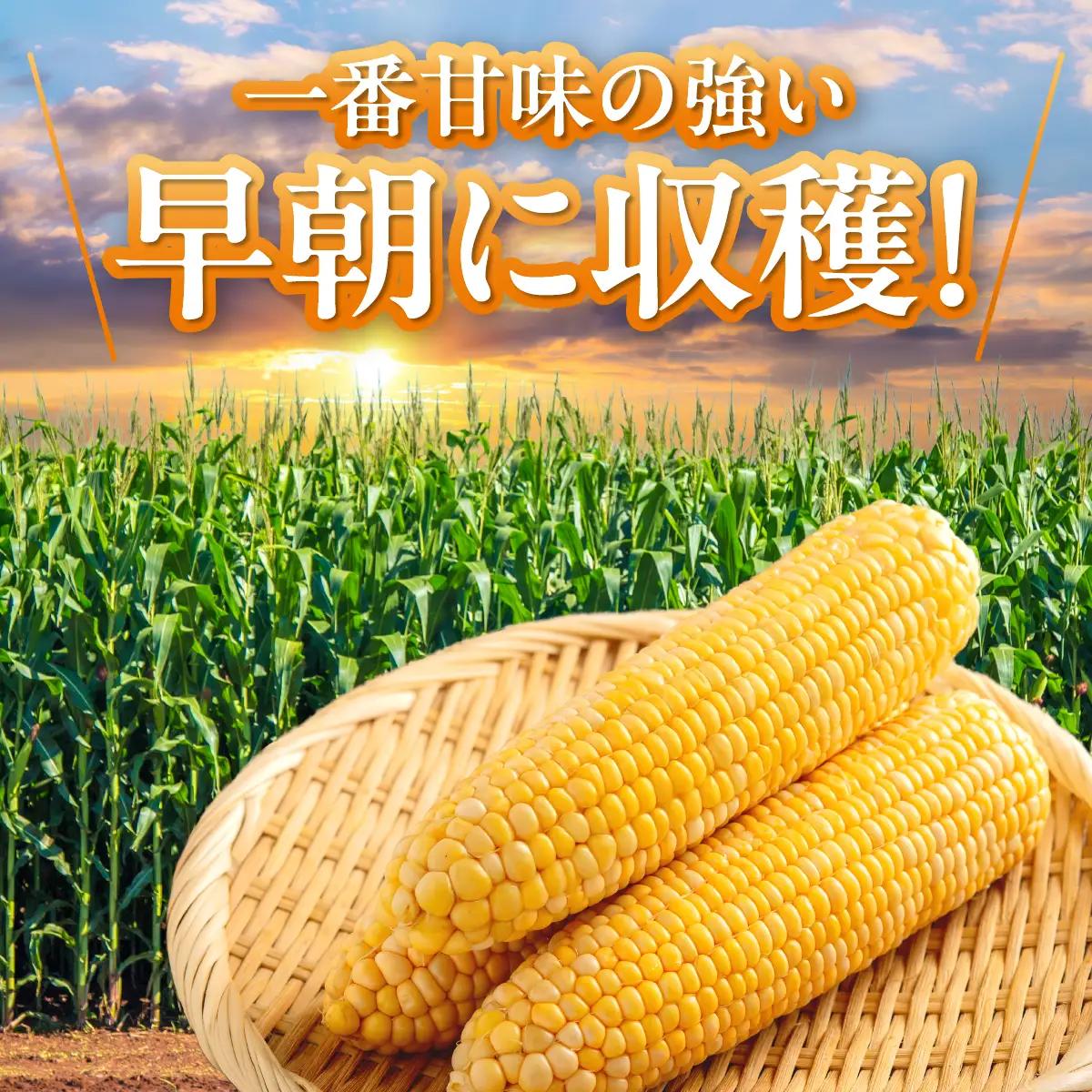 極☆凍結 北海道産スイートコーン HOKP001