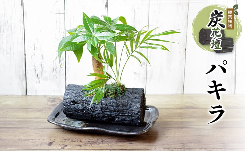 
            炭花壇 観葉植物（パキラ）観葉植物 インテリア おしゃれ プレゼントギフト 贈り物大田区 東京都
          