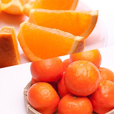 ふるさと納税 印南町 【発送月固定定期便】季節の柑橘定期便B【フルーツ定期便】【和歌山県有田】全4回 |  | 03