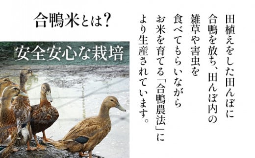 令和7年産 新米予約 合鴨米「ヒノヒカリ」（玄米・5kg）定期便6回コース 数量限定 ※令和7年10月スタートの定期便 BI04