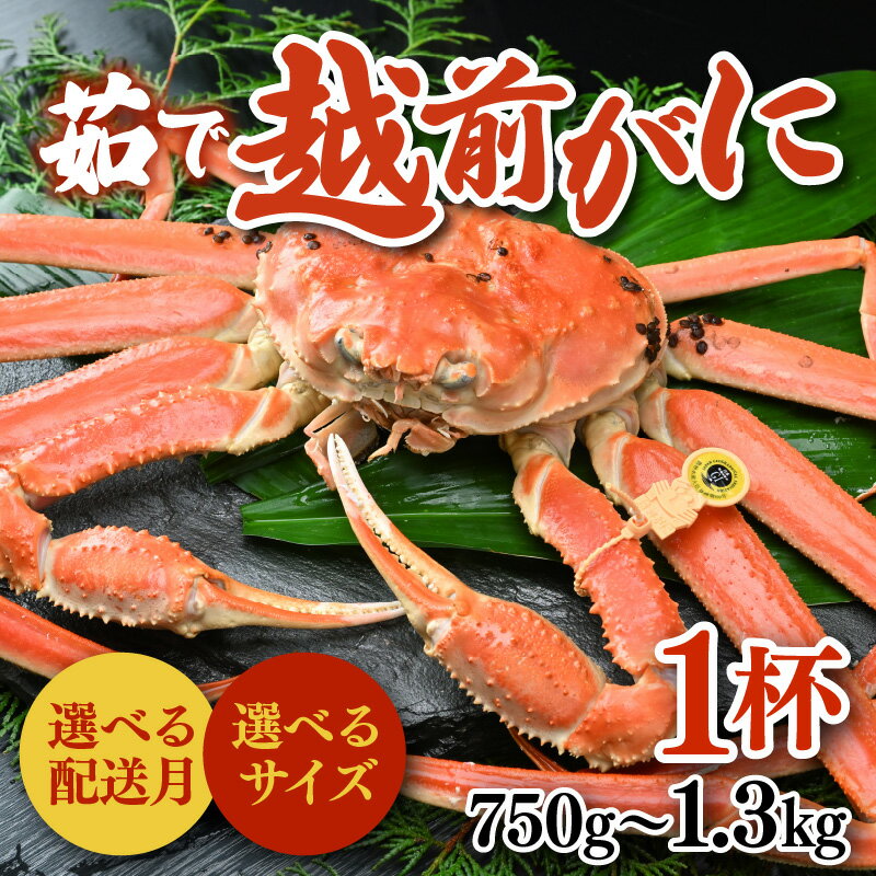 【ふるさと納税】【先行予約】ズワイガニ ボイル 越前がに 【サイズ・発送月選べる】1杯 750g～900g（大サイズ以上）/ 1.1kg～1.3kg（特大サイズ以上）《新鮮！茹でたてを発送》／ 越前ガニ ずわいがに 高級 福井 ブランド 黄色タグ 冷蔵 蟹 カニ 期間限定 あわら市越前蟹