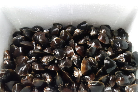 [令和8年9月中旬発送] 青森県十三湖産【冷蔵】活ヤマトシジミ 中 1.5kg｜十三湖産 青森 津軽 つがる しじみ みそ汁 味噌汁 しじみ汁 [0563]