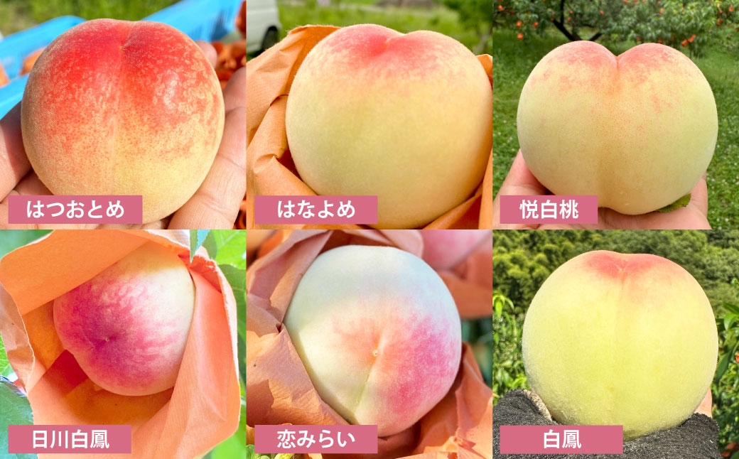 訳あり桃モモナピーチファーム2.0kg（7～9玉）