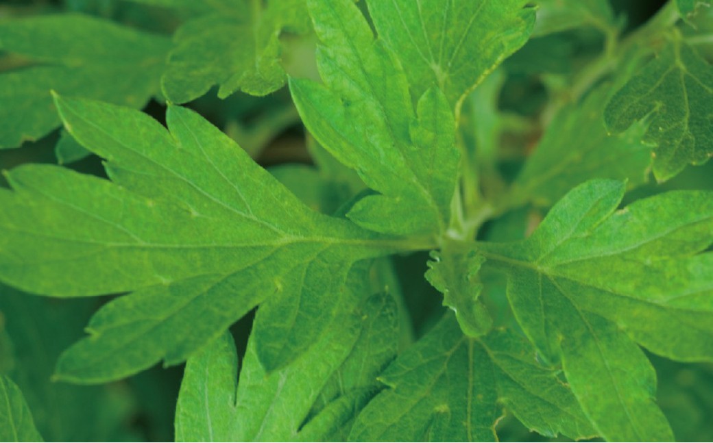 SHIRO ハーブケアフェイスマスク(3枚入り) 整肌 ひきしめ 北海道 愛別町