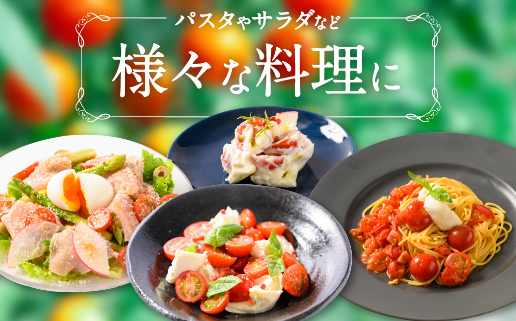 【先行予約】 野菜ソムリエ 岡田健志郎が育てた　ミニトマト 1.2kg以上 トマト とまと 新鮮 サラダ 野菜 やさい 特産品 熊本県 八代市 【2026年12月上旬より順次発送】