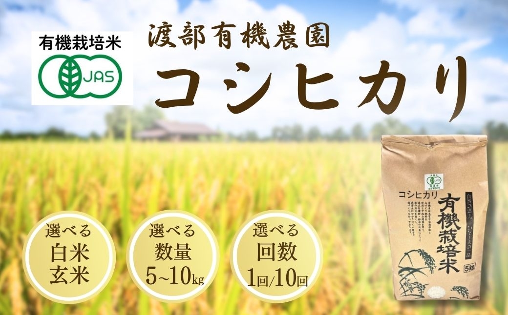 【先行予約】コシヒカリ 選べる白米/玄米 5kg-10kg 単品/定期便 JAS有機米 令和8年産 | JAS 有機米 精米 玄米 コメ 米 こめ ブランド米 銘柄 福島 福島県産 渡部有機農園 福島産コシヒカリ 福島産こしひかり cn001