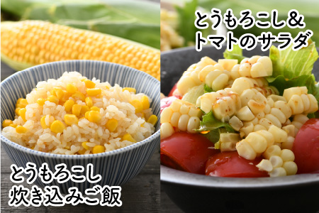 【先行予約】春とうもろこし 10本 おおもの 黄色 朝採り ／ 期間限定 数量限定 ハウス栽培 産地直送 甘い スイートコーン とうもろこし 野菜 あわら ※2024年6月上旬より順次発送