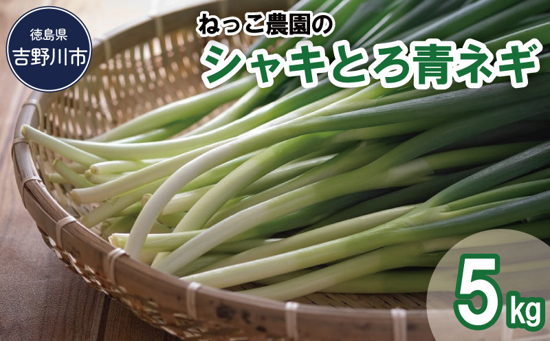 
ねっこ農園の「シャキとろ青ネギ」５ｋｇ
