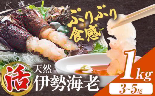 【数量限定】天然『活』伊勢海老 1kg  ( 3尾 ～ 5尾 ) 【配送不可地域：離島・北海道・沖縄県・東北・中国・四国・九州】 《30日以内に出荷予定(土日祝除く)》 寺田水産 千葉県 勝浦市 伊勢海老 イセエビ 海産物 えび