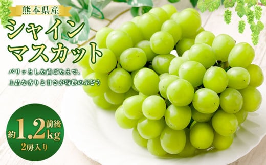 熊本県産 シャインマスカット 2房 約1.2kg前後 マスカット フルーツ 果物 【2026年8月下旬発送開始】