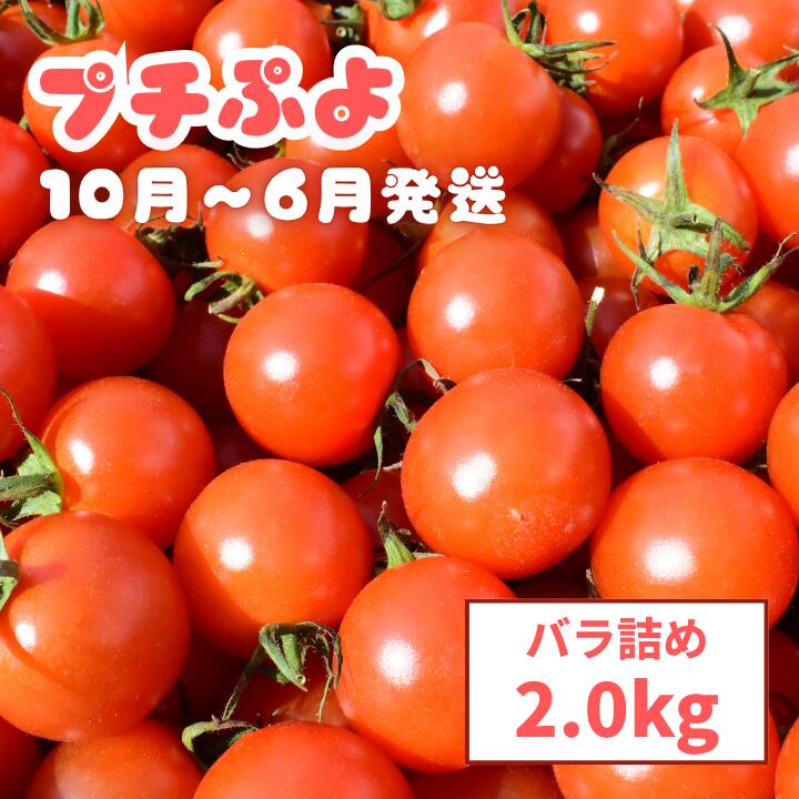 【ふるさと納税】ミニトマト（プチぷよ）　バラ詰め2.0kg